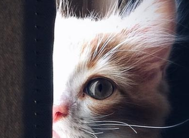 違規(guī)稅收返還、企業(yè)買豪車避稅列入審計(jì)署2020年度報(bào)告關(guān)注焦點(diǎn)