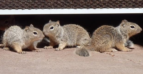 此地資本公積轉(zhuǎn)增股本居然不征收個人所得稅？另附上三只松鼠案例
