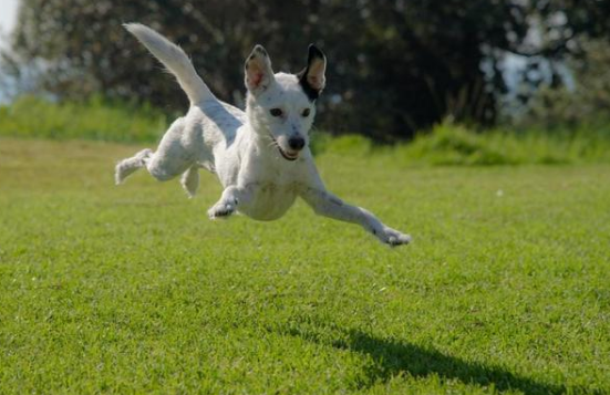 因超過(guò)法定追征期，抵扣的虛開(kāi)發(fā)票進(jìn)項(xiàng)，不再追征