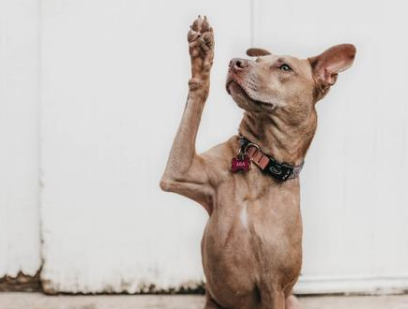 法院判例：善意取得虛開發(fā)票能否稅前扣除？